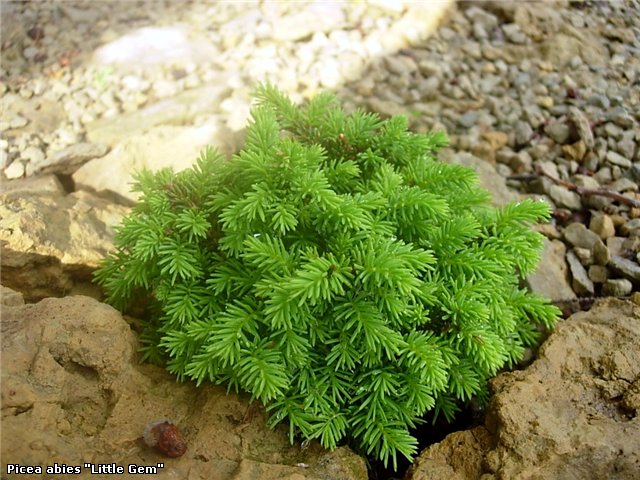 Ель обыкновенная Литтл Гем